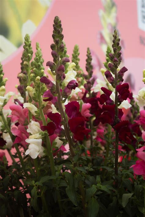 leeuwenbek symboliek