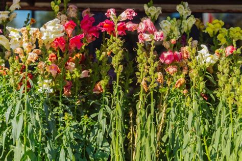 leeuwenbek verzorging