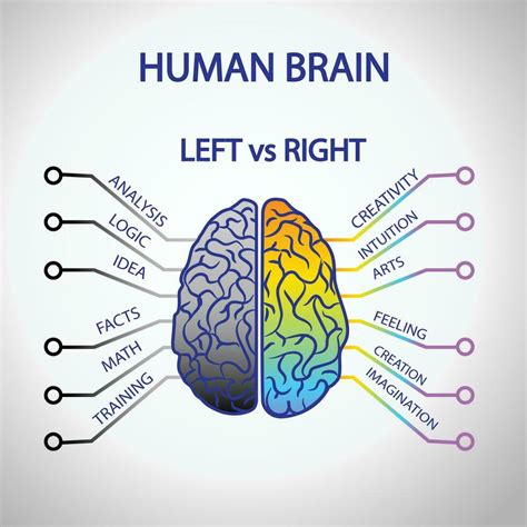 Left Brain Right Brain Perspectives From Cognitive Neuroscience