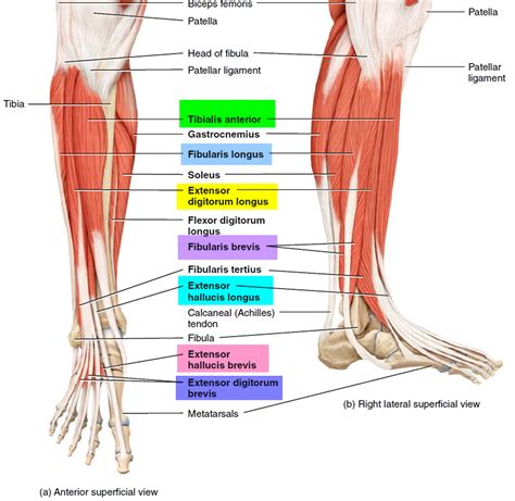 Leg Foot Anatomy And Function Rnd Academy