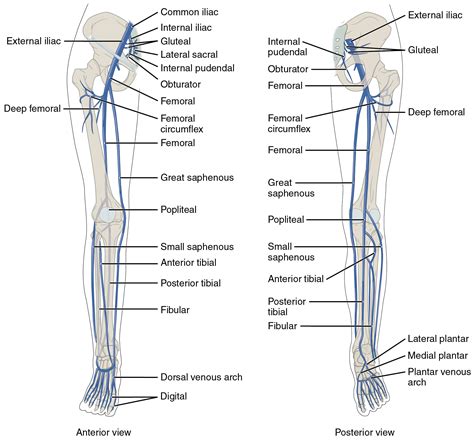 leg veins anatomy