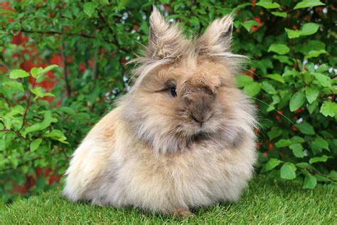 lejonhuvad teddy kanin