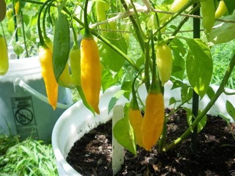 lemon drop pepper