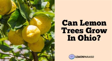 lemon ohio
