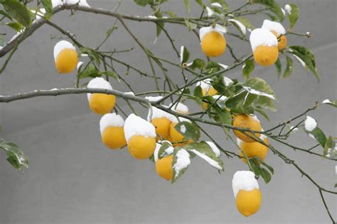 lemon tree survive winter