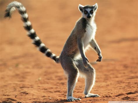 Lemur Cola Anillada