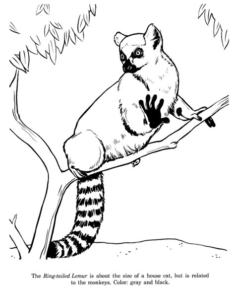 Lemur Coloring Pages Coloringall Ring Tailed Lemur Coloring Page - Ring Tailed Lemur Coloring Page