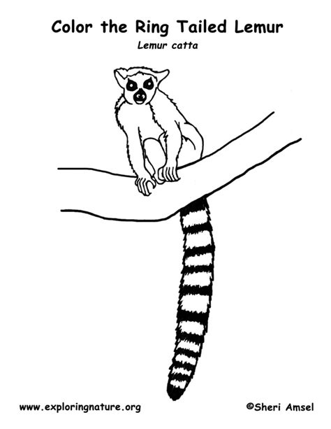 Lemur Ring Tailed Coloring Nature Ring Tailed Lemur Coloring Page - Ring Tailed Lemur Coloring Page