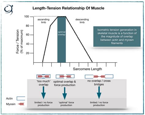 Length Tension Relationship