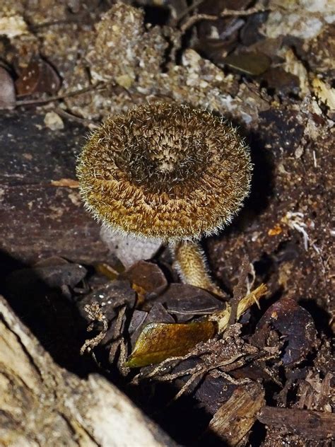 Lentinus Cf