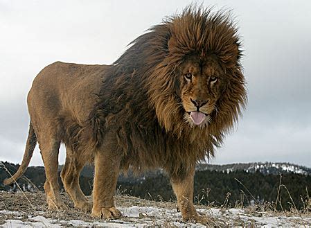 Leon Del Atlas