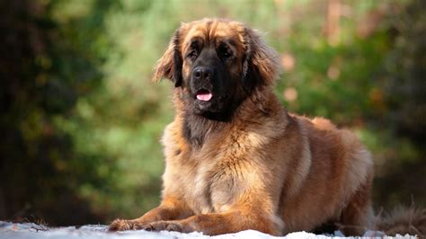 leonberg single