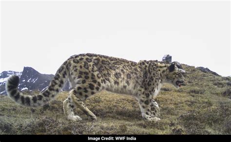 leopard | What is the Leopard Answered Twinkl Teaching