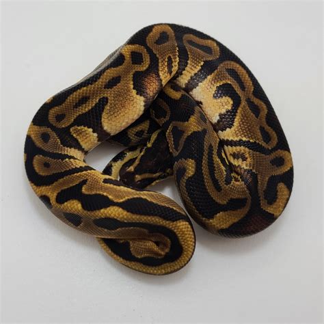 Leopard Enchi Ball Python
