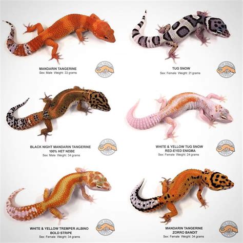 leopard gecko colors