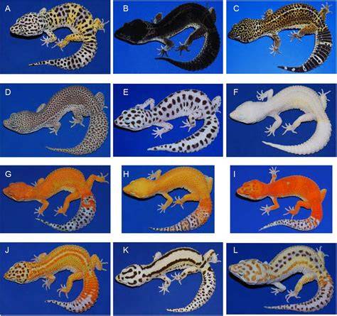 Leopard Gecko Morphs