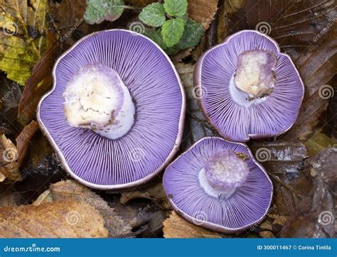 lepista nuda
