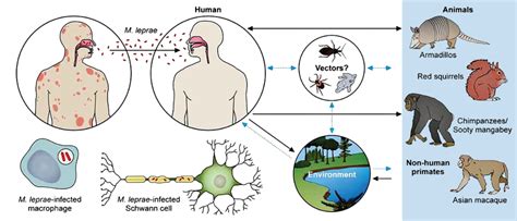 leprosy how is it transmitted