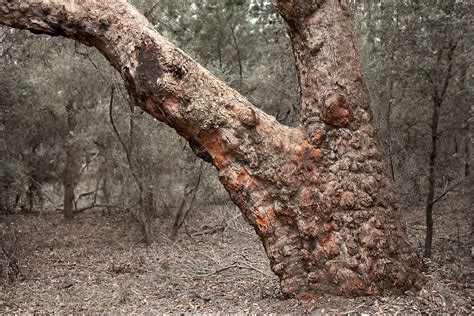 Leprous Hide Meaning