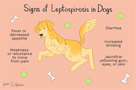 Full Download Leptospirosis Home Oie 