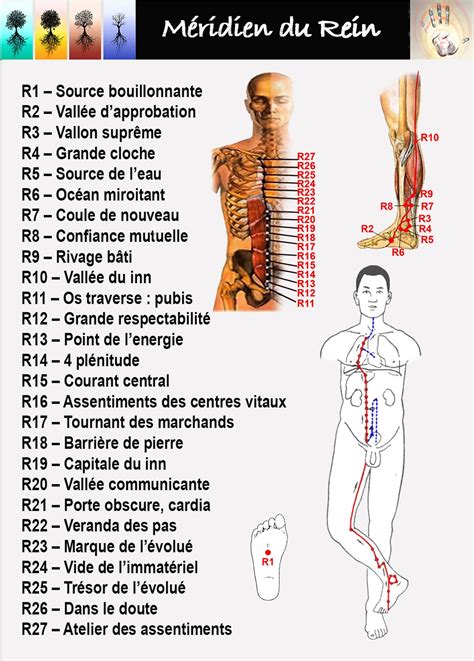 Les 12 Méridiens Du Corps Humain Pdf