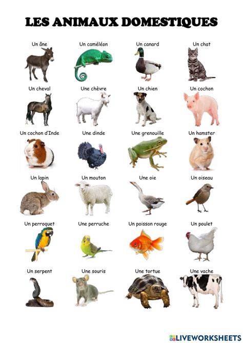 les animaux de la maison