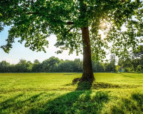 Les Arbres
