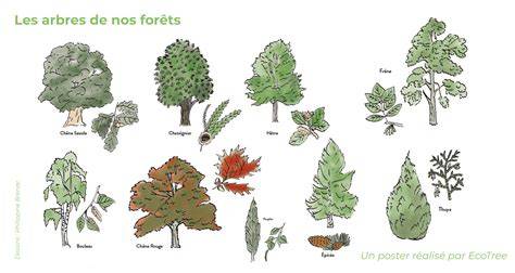 les arbres c est pas sorcier guide illustra c pou