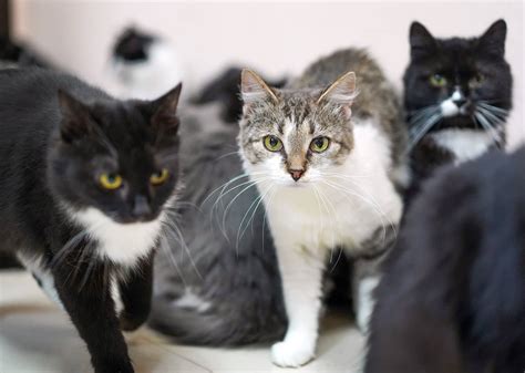 les chats