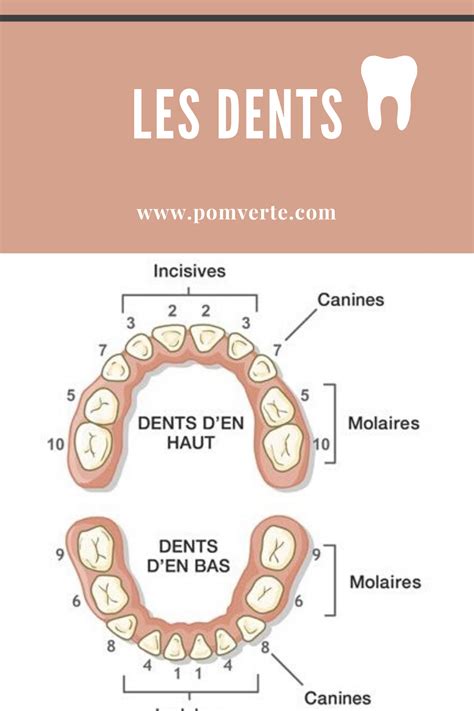 les dents
