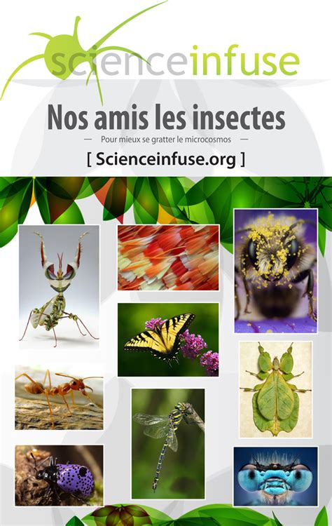 les insectes amis de nos jardins