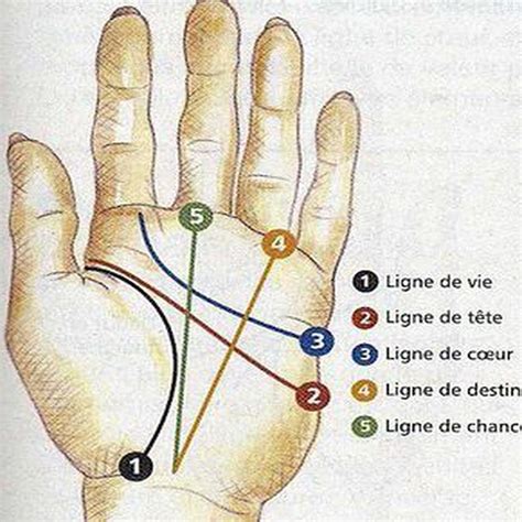 les lignes de la main chiromancie et analyse du c
