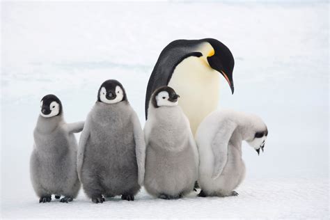 les manchots