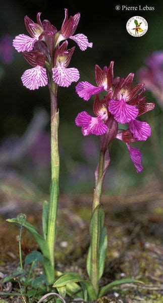 les orchida c es c est facile