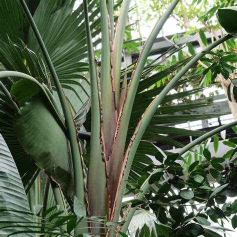 Les Plantes