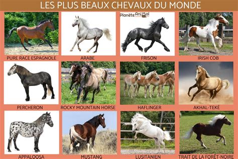 les plus beaux chevaux du monde