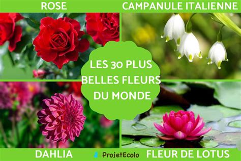 les plus belles fleurs de nos jardins tome 3 arbr
