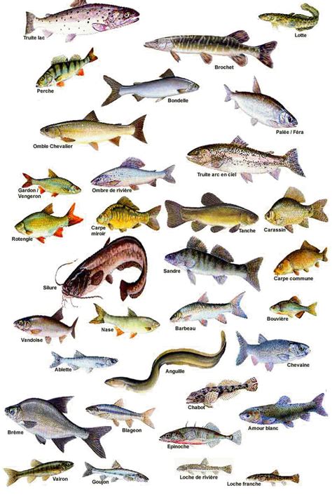 les poissons