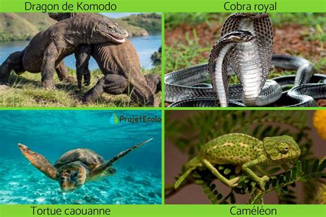 les reptiles