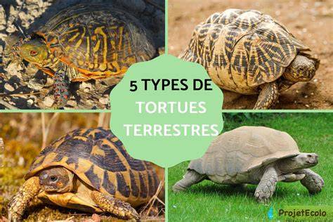 les tortues