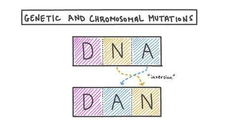 Lesson Genetic And Chromosomal Mutations Nagwa Chromosomal Mutations Worksheet - Chromosomal Mutations Worksheet