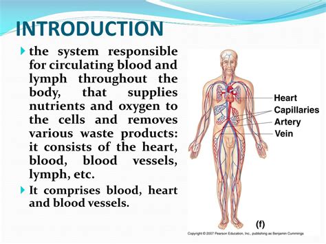 Lesson Plan Introduction To The Circulatory System Nagwa Circulatory System 4th Grade - Circulatory System 4th Grade