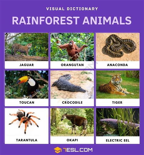 Lessons And Images About Rainforest Animals And Plants Rainforest Lesson Plans For 2nd Grade - Rainforest Lesson Plans For 2nd Grade