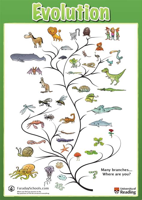 Lessons And Resources Understanding Evolution Evolution Worksheet 6th Grade - Evolution Worksheet 6th Grade