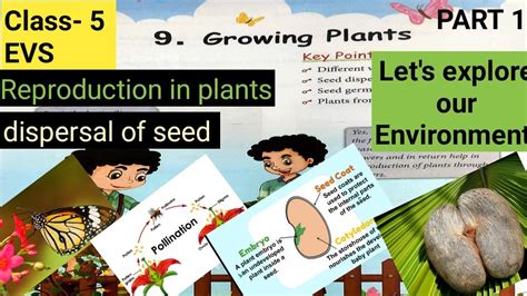 let s explore plants everyday science facts serie