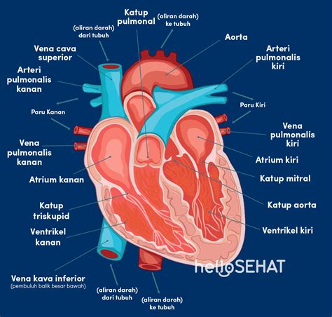 letak jantung manusia