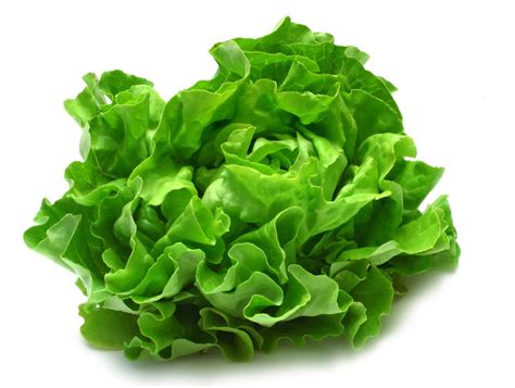 lettuce | LETTUCE MINETTO Asian and tropical vegetable seeds