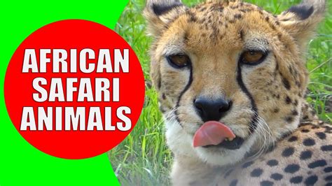 Letu0027s Learn About African Safari Animals Unit Study Kindergarten Animal Unit - Kindergarten Animal Unit