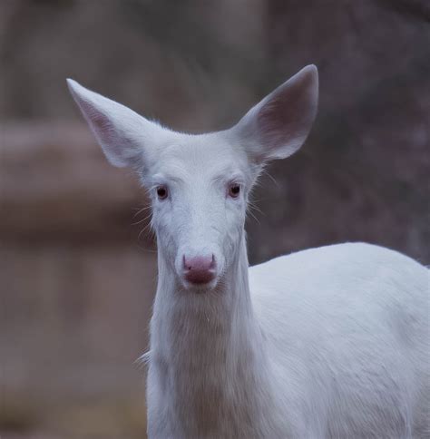 leucistic deer ohio