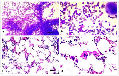 Leukemia In Dogs